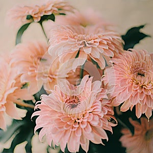 Pink chrysanthemum flowers