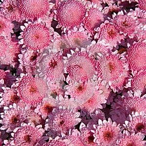 Pink chrysanthemum flowers