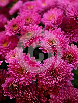 Pink chrysanthemum flowers, close up photo of flowers