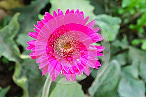 pink chrysanthemum flowers in garden