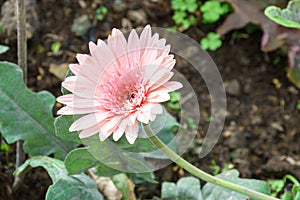 pink chrysanthemum flowers in garden