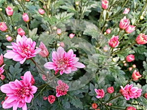 pink chrysanthemum flowers in the greenhouse are bloomimg