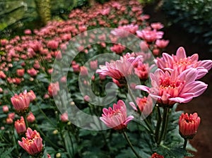 pink chrysanthemum flowers in the greenhouse are bloomimg