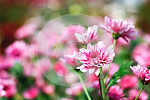 Pink chrysanthemum flowers macro image