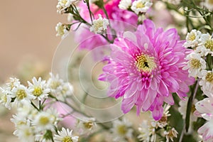 Pink chrysanthemum flowers and white Cutter Flowers