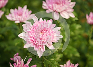 Pink chrysanthemum in garden