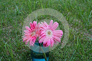 Pink chrysanthemum in glass bottle