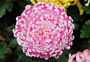 Pink chrysanthemum photo