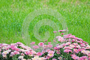 Pink chrysanthemum and green grassland