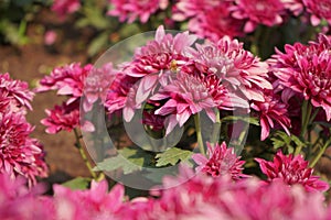 Pink Chrysanthemum Indicum Linn. with bee