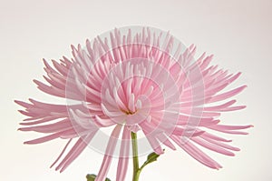 Pink chrysanthemum isolated