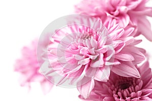Pink Chrysanthemum isolated on white background,close up,soft focus