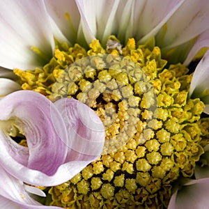 Pink chrysanthemum macro sq