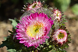 Pink Chrysanthemum or Mums Flowers in Garden with Natural Light