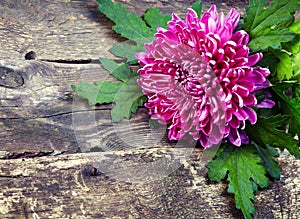 Pink chrysanthemum on old wooden background