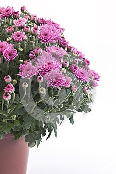 Pink Chrysanthemum Potted on White Background