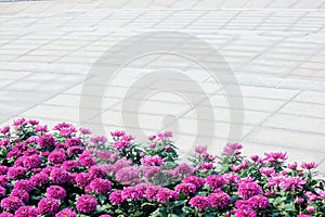 Pink chrysanthemum and slabstone floor