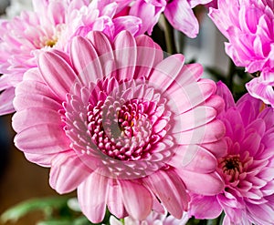 Pink Chrysanthemums