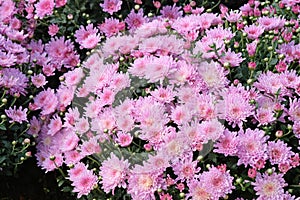 Pink chrysanthemums blooming on a flowerbed in a park close-up.