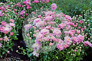 Pink chrysanthemums blooming on a flowerbed in a park close-up.