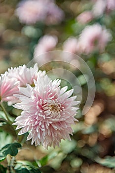 Pink chrysanthemums on a blurry background. Beautiful bright chrysanthemums bloom luxuriantly in the garden in autumn. Close up