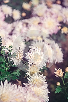 Pink chrysanthemums on a blurry background. Beautiful bright chrysanthemums bloom luxuriantly in the garden in autumn. Garden