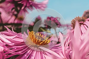 Pink chrysanthemums on a blurry background. Beautiful bright chrysanthemums bloom luxuriantly in the garden in autumn. Garden