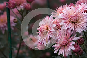 Pink chrysanthemums close-up in the garden. Colorful bright autumn flowers on a blurred background in selective focus