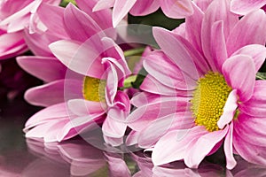 Pink chrysanthemums with details and reflexions