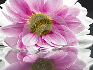 Pink chrysanthemums with details and reflexions