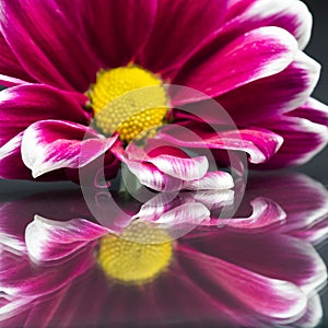 Pink chrysanthemums with details and reflexions