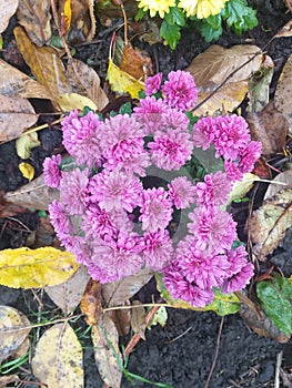 pink chrysanthemums among leaves, top view