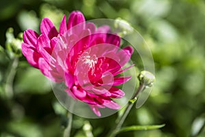 Pink Chrysanthemums with Shallow Depth of Field
