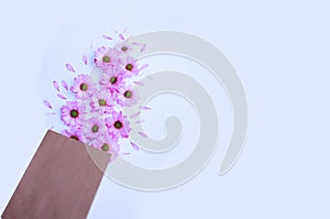 Pink chrysanthemums on white background.