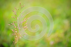 Pink Chrysopogon aciculatus grass flower on green background. It