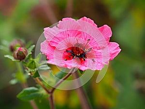 Pink cinquefoil flower, Potentilla nepalensis Miss Willmott photo
