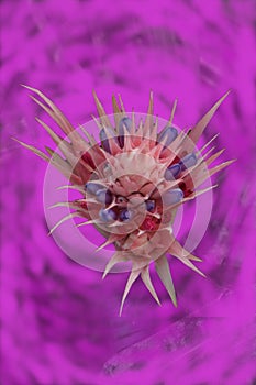 Pink circular color composition in the background with occasionally translucent leaves of a bromeliad