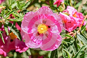 Pink Cistus ladanifer flower, is a species of flowering plant in the family Cistaceae. It is native to the western Mediterranean