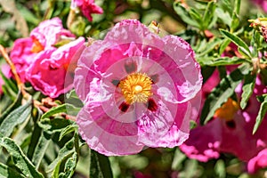 Pink Cistus ladanifer flower, is a species of flowering plant in the family Cistaceae. It is native to the western Mediterranean