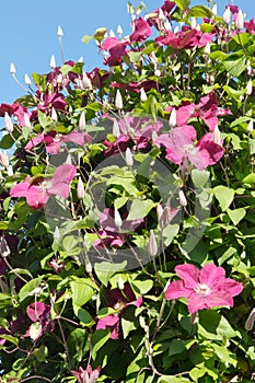 Pink Clematis