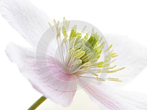 Pink clematis