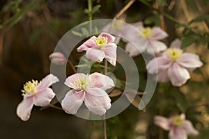 Pink clematis