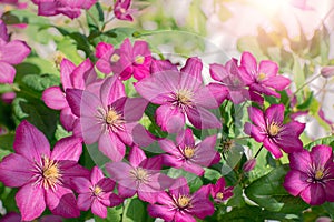 Pink clematis in bloom, bush of climbing plants with purple flowers, summer garden background