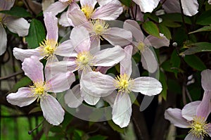 Pink clematis climbing on garden gate