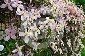 Pink clematis climbing on garden gate