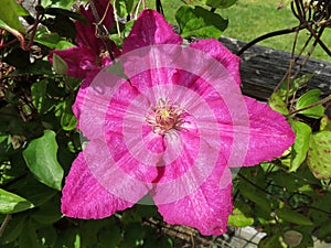 Pink Clematis Flower in the Garden