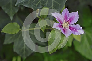 Pink Clematis Flower On Ivy