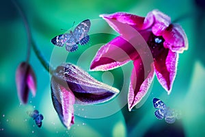 Pink clematis flowers and flying butterflies in a fairy garden. Selective and soft focus. Summer wonderland.