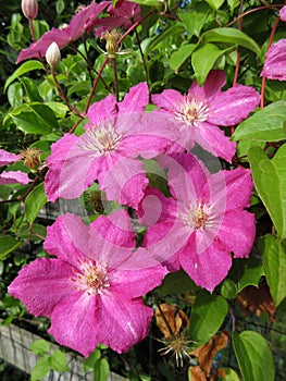 Pink Clematis Flowers in June