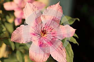 Pink clematis